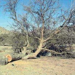 الجدعان: انتعاش إيجابي العام المقبل بدعم الإصلاحات الاقتصادية