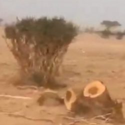 فتح التسجيل في نادي الطفل الموهوب بالبديع