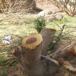 “تنور الأفلاج” يتصدر تويتر .. تعرف على طريقتنا