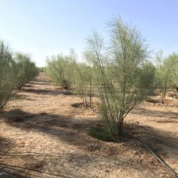 الدوسري يُياشر عمله مديراً لمستشفى الأفلاج العام