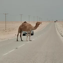 جدول كأس العالم ٢٠٢٢  قطر