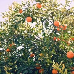 مكافحة المخدرات تستعرض أحدث أساليب التهريب لزوّار معرض ‘واحة الأمن”