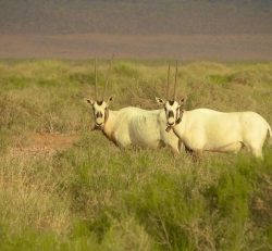 على هامش شتاء مرات السادس.. معرض منوع لفناني منطقة الرياض