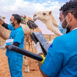 مهرجان الملك عبدالعزيز للصقور 2025 ينتهي في يناير القادم