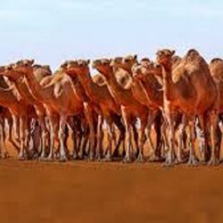 مهرجان الملك عبد العزيز للإبل.. منافسات تراثية وحضور عالمي يعكس رؤية المملكة 2030