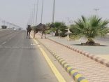 الجمال السائبة تغزو طرقات الأفلاج
