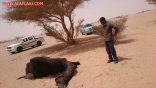 بعد نفوق العشرات من اﻹبل في اﻷفلاج.. الملاك: إلى متى الصمت؟