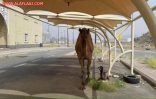 بالصور.. ناقة تتجول داخل “أم القرى”.. ومغردون:”يمكن بيعطونها دكتوراه فخريّة”