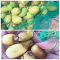 بدء خراف رطب الجويفا هذا العام