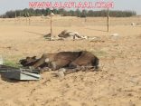 جمال نافقة تثير استياء مرتادي سوق الإبل ومحافظ الأفلاج يتفاعل