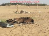 لجان ثلاثية لكشف حقيقة نفوق الإبل بالأفلاج و المحافظ : يحتمل أن يكون أصحابها قاموا بإخفائها
