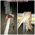 مواطن يصطدم بذئب بدلاً من الجمال على طريق الغيل ستارة