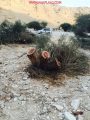 غابات شعيب وعل في ستارة يتعرض للاحتطاب الجائر