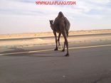 بالصور : الجمال السائبة «قنابل متحركة» على الطرق