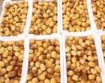 شيخ تمور الأحساء : نخيل الأفلاج حققت أرقاماً قياسية هذا العام