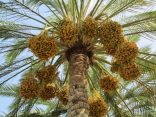 إعلان موعد خروج لجان خرص الحبوب والثمار بمحافظة الأفلاج 1438هـ