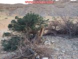 الاحتطاب الجائر يهدد جمال منتزهات الهدار