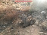 شاهد بالصور : قطع 71 شجرة خضراء في مليزق الأفلاج والقبض على الجناة