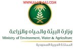 إزالة النخيل المهملة والمصابة بسوسة النخيل في مناطق المملكة