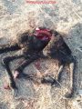 ذئب يفترس حْوار في عجلية الأفلاج