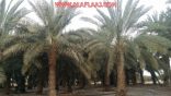 مزارعو النخيل بالأفلاج : المهرجانات الموسمية لعرض منتجاتنا المنسية !