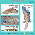 «الضبان» في المتاجر العالمية.. أغلاها العماني والأزرق.