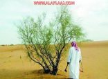 بالفيديو : قطع الأشجار في الأفلاج ظاهرة  تدق ناقوس الخطر