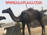 الجرب يهلك الإبل في أعالي وادي ستارة