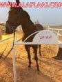 ‫ملاك الخيل في الأفلاج بعد تأخر الميدان : نواجه مصيراً مجهولاً