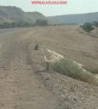 طريق الهدار بلا صيانة ولا لوحات إرشادية