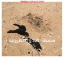الذئاب المفترسة تهاجم الأغنام فى ستارة