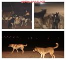 الكلاب الضاله تهاجم طفل اثناء عودته من صلاة الفجر اليوم الثلاثاء