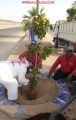 بلدية الأفلاج تواصل أعمالها في حملة التلوث البصري ودعم التشجيرفي المنتزهات والمرافق العامة