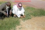 بالصور:  كليات الجامعة بـ #الأفلاج تدرّب طلابها على الأعمال التطوعية
