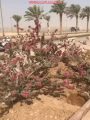 رئيس رابطة الأفلاج الخضراء: أخشى على هذا الجَمال من الجِمال “فيديو”