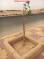 بالصور: لجنة تنمية السيح تتفاعل مع أسبوع البيئة بزراعة الأشجار على الطرقات والأماكن العامة وتنظم برنامج “واعي”
