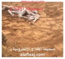 ذئب ستارة يستغل الأمطار  بالافتراس والهجوم على تساقط المطر