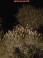 الجراد يعود للأفلاج والخوف على النخيل يتجدد