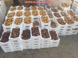 800 ألف نخلة في الأفلاج تطرح أجود أنواع تمورها .. هذا تمسك بقيمته وهذه أنخفضت لـ 3 ريال