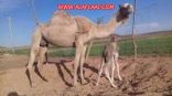 صاحبه طلب تعويضاً.. نفوق قعود بعد 20 دقيقة فقط من تركيب شريحة إلكترونية له