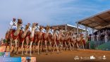دارة الملك عبدالعزيز عن تنظيم ندوة “الإبل في الموروث السعودي والهوية الوطنية 2025