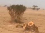 الداخلية تُحدد هوية قاطع أشجار الأفلاج