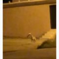 بالفيديو.. ذئب يتجول داخل حي سكني يكتظ بالأهالي بالأفلاج