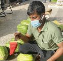 كورونا ينعش بطيخ الأفلاج