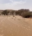 شاهد.. أمطار صيفية تجري الأودية غرب الأفلاج