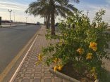 ‏في منظرٍ بديع زهور التيكوما تزين طريق الملك فهد بالأفلاج..