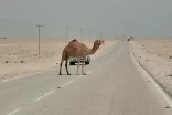 قصص في فقد الأبناء .6 سيدات في الأفلاج يعانين الفقد خلال يومين ؟