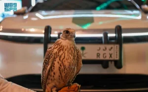معرض الصقور والصيد السعودي الدولي ينطلق في ملهم الخميس