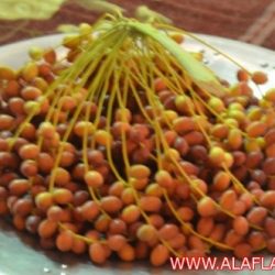 مهرجان بلدية البديع