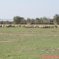 حفل نهاية الموسم الرياضي لملعب أبن وحيد